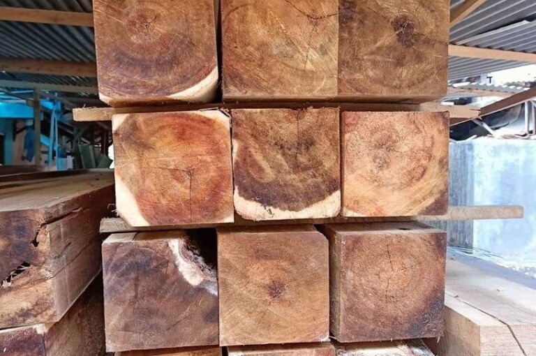 Harga Kayu Akasia Mangium Lokal dan Eksport All Grade